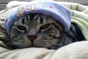 怎么給美國短毛貓接生 美國短毛貓生產接生知識