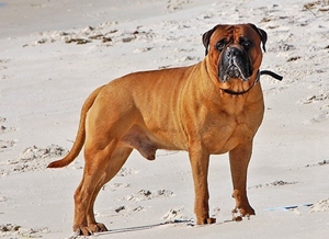 斗牛獒犬性格怎么樣 斗牛獒犬性格特點介紹