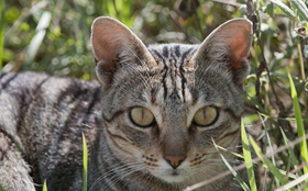 肯尼亞貓便秘如何治療 肯尼亞貓便秘治療方法