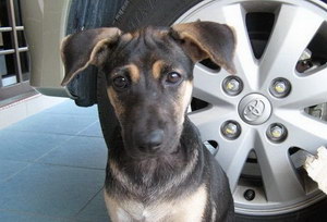 法國狼犬吃什么狗糧好 法國狼犬狗糧選擇推薦