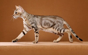 肯尼亞貓感冒怎么治療 冬季預防感冒方法