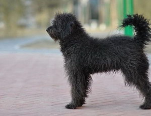 波利犬怎么養 波利犬飼養注意事項