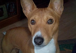 巴仙吉犬怎么養 巴仙吉犬飼養技巧