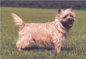 凱恩梗怎么養(yǎng) 凱恩梗飼養(yǎng)要點(diǎn)