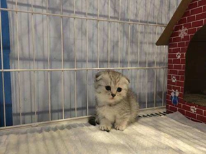 怎么確定曼基康貓是否懷孕 曼基康貓懷孕確認方法