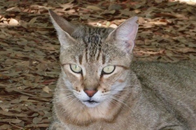 怎么給肯尼亞貓驅蟲 肯尼亞貓驅蟲注意事項