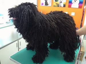 波利犬怎么洗澡 波利犬洗澡方法詳解