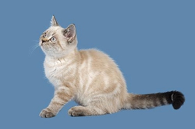 重點色短毛貓吐了怎么辦 重點色短毛貓嘔吐原因介紹