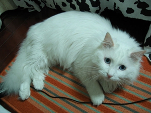 山東獅子貓如何預防流產 山東獅子貓流產原因介紹