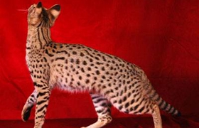 阿舍拉貓貓癬怎么治療 阿舍拉貓貓癬癥狀以及治療方法