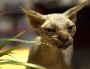 加拿大無毛貓產后出血怎么辦 產后出血解決辦法