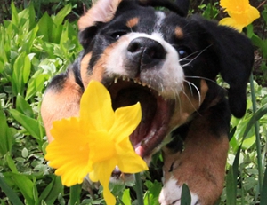 大瑞士山地犬怎么刷牙 大瑞士山地犬刷牙步驟