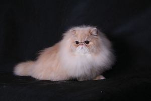 波斯貓繁殖什么品相 波斯貓繁殖品相介紹