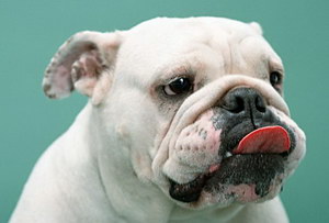 英國斗牛犬怎么修剪指甲 英國斗牛犬剪指甲方法