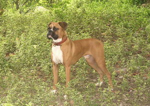 拳師犬吃什么狗糧好 拳師犬狗糧選擇推薦