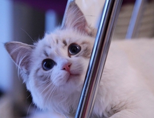 布偶貓懷孕要注意什么 布偶貓懷孕注意事項