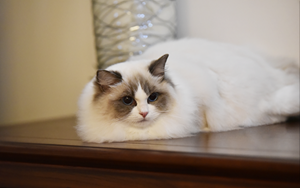 布偶貓怎么確定懷孕 布偶貓懷孕確認方法