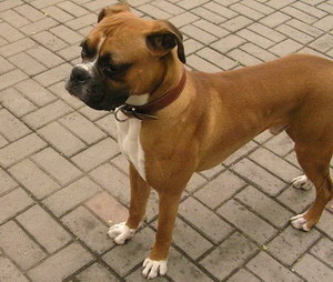 拳師犬耳朵怎么清潔 拳師犬梗耳朵護理方法