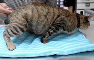 怎么照顧懷孕貓咪 貓咪懷孕照顧要點