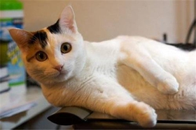 馬恩島貓有跳蚤怎么去除 跳蚤去除方法