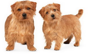 諾福克梗怎么自制狗糧 諾福克梗自制狗糧配方介紹