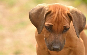 羅得西亞脊背犬怎么洗澡 獵獅犬洗澡方法