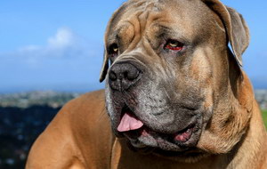 夏天如何預防波爾多犬中暑 波爾多犬夏天中暑預防治療方法