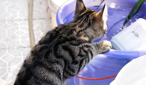 中國貍花貓產后出血怎么辦 中國貍花貓產后出血解決辦法