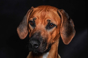 羅得西亞脊背犬怎么養(yǎng) 羅得西亞脊背犬飼養(yǎng)知識(shí)