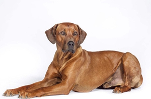 羅得西亞脊背犬好養(yǎng)嗎 獵獅犬喂養(yǎng)要點(diǎn)