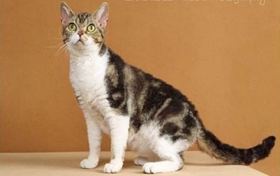 怎么判斷美國剛毛貓生病 生病判斷三大方法