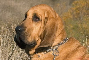 尋血獵犬洗澡要注意什么 尋血獵犬洗澡流程及注意要點