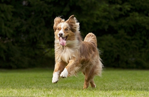 澳大利亞牧羊犬毛發怎么打理 澳洲牧羊犬毛發打理方法