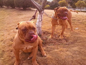 波爾多犬怎么制作狗糧 波爾多犬自制狗糧配方推薦