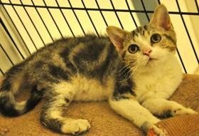 美國(guó)剛毛貓得了白血病怎么辦 白血病注意事項(xiàng)