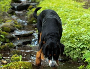 大瑞士山地犬怎么護理 大瑞士山地犬護理方法