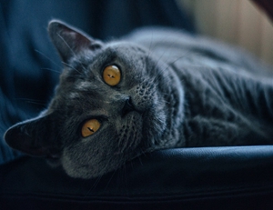 沙特爾貓奶水不足怎么辦 沙特爾貓奶水不足原因介紹