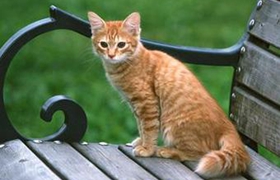 美國(guó)剛毛貓睡覺(jué)抽搐怎么回事 睡覺(jué)抽搐原因詳解