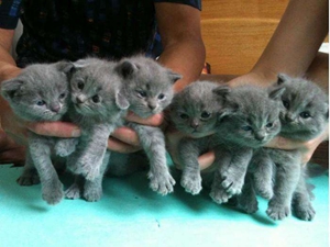 英國短毛貓分娩前要準備什么 分娩前準備事項