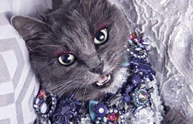 內華達貓跳蚤怎么消滅 跳蚤消滅方法