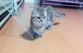 怎么預防曼基康貓腎結石 腎結石預防必備知識