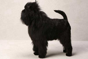 艾芬品怎么剪指甲 猴頭梗剪指甲教程