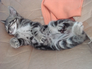 怎么預防中國貍花貓流產 中國貍花貓流產預防方法