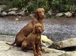 維希拉獵犬耳朵怎么清潔 維希拉獵犬耳朵護理方法