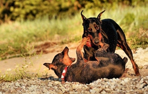 德國賓莎犬耳朵怎么清潔 德國賓莎犬耳朵清潔方法