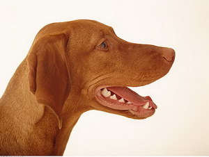 維希拉獵犬吃什么狗糧好 維希拉獵犬狗糧選擇推薦