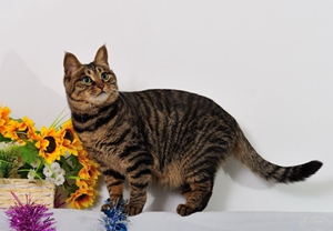 中國貍花貓奶貓多大斷奶 奶貓斷奶時間