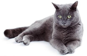 卡爾特貓疥癬病有什么癥狀 疥癬病癥狀介紹