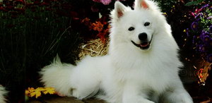 愛斯基摩犬怎么洗澡 美國愛斯基摩犬洗澡流程