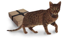 奧西貓得了弓形蟲有什么癥狀 弓形蟲癥狀介紹